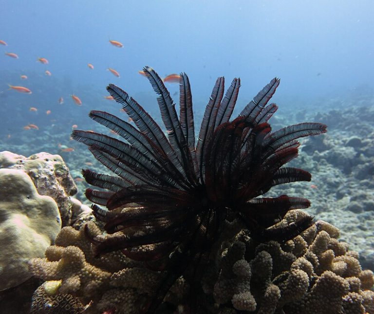 Coral_Reef_Star_Feather_Havelock