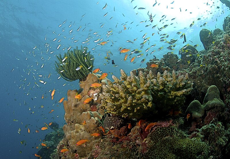 Coral_Reef_at_the_Andaman_Islands_Havelock