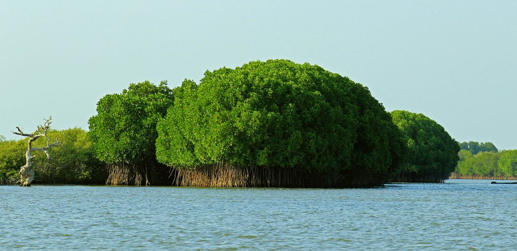 Pichavaram_Mangrove_Forest_Chidambaram