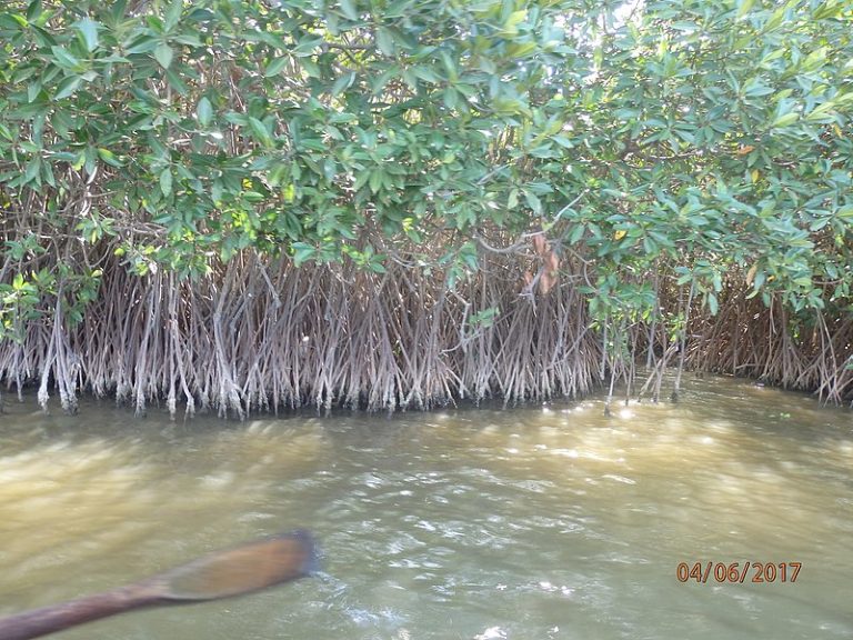 Pichavaram_Mangrove_Forest_Chidambaram