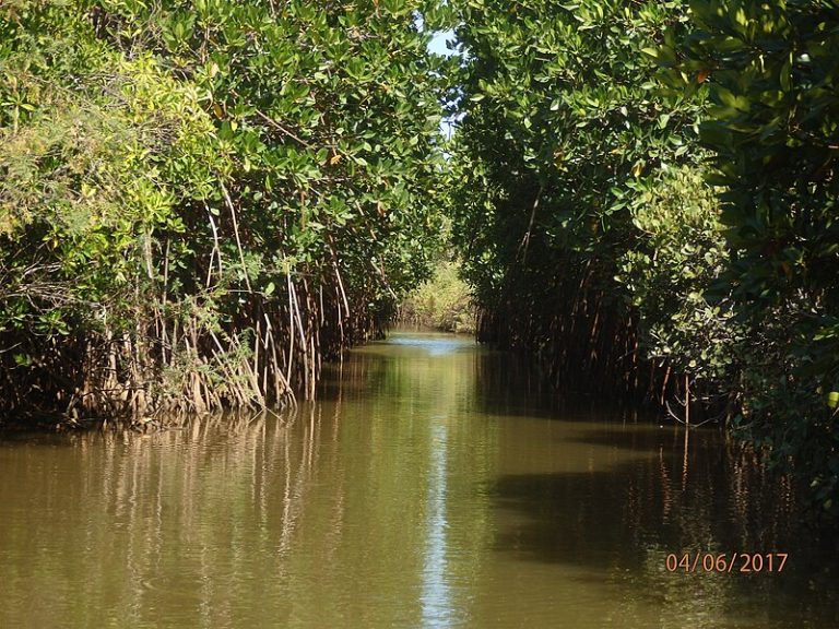 Pichavaram_Mangrove_Forest_Chidambaram