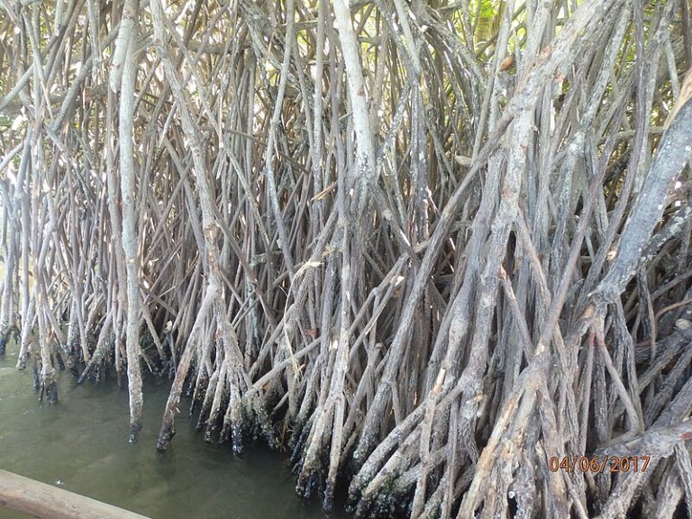 Pichavaram_Mangrove_Forest_Chidambaram