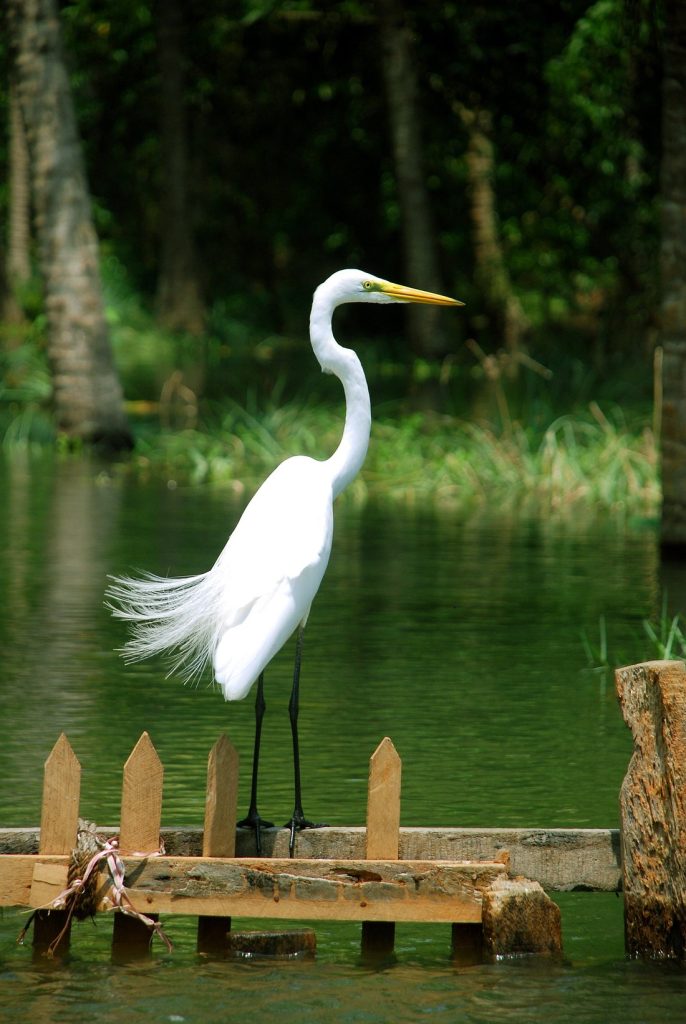Poovar_Backwater_Boating