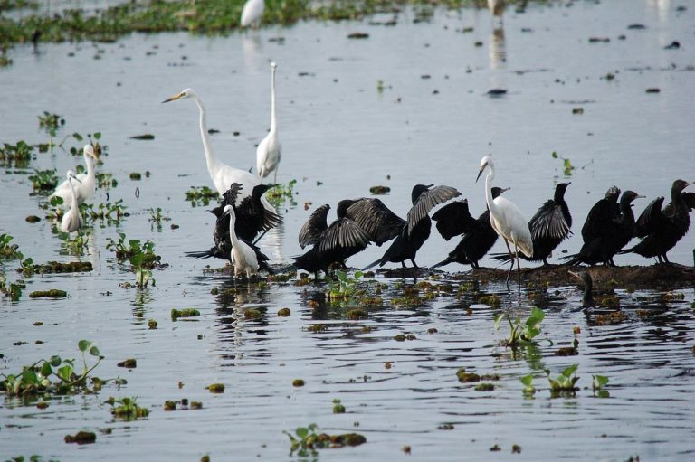 Poovar_Backwater_Boating