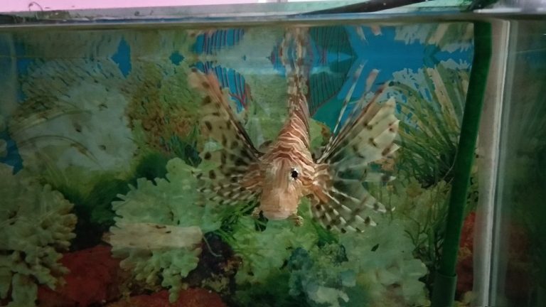 Samudrika_Naval_Marine_Museum_Port_Blair