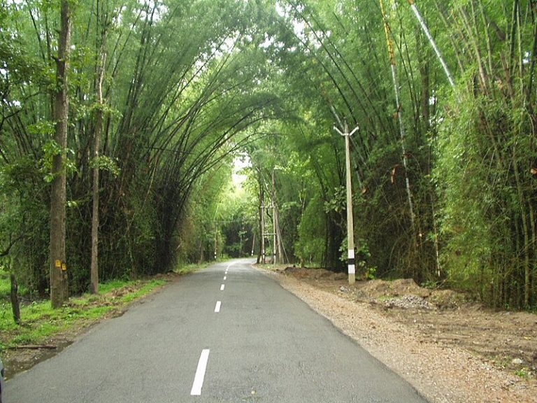 Wayanad_Bamboo_Road_Kerala