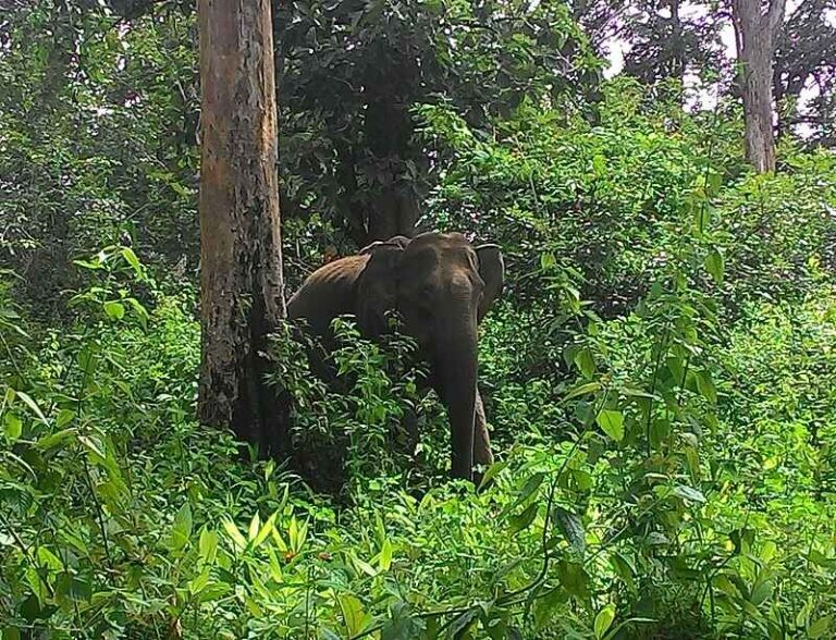 Wayanad_Wildlife_Sanctuary_Kerala